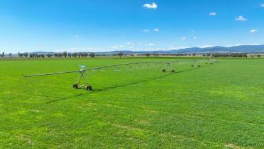 Mixed Farming For Sale - NSW - Tamworth - 2340 - WATER, PRODUCTIVITY, LOCATION  (Image 2)