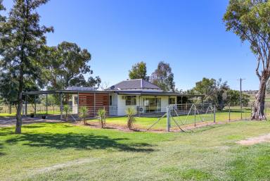 Lifestyle Auction - NSW - Manilla - 2346 - LOW MAINTENANCE LIFESTYLE PROPERTY - ALL THE WORK IS DONE  (Image 2)