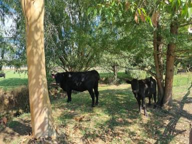 House For Sale - NSW - Tumblong - 2729 - Rural Lifestyle, Just minutes from town.  (Image 2)