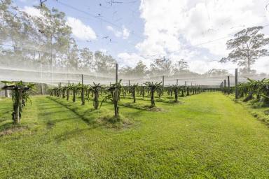 Lifestyle For Sale - NSW - Glenugie - 2460 - Welcome to 701 Eight Mile Lane, Glenugie – A Rare Lifestyle & Agribusiness Opportunity  (Image 2)