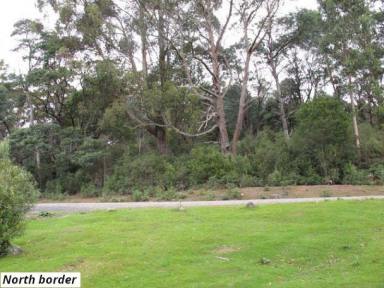 Residential Block For Sale - TAS - Lottah - 7216 - Vacant Land  (Image 2)