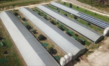 Livestock For Sale - NSW - Mangrove Mountain - 2250 - Productive Rural Property with Dual Residences & Poultry Operation  (Image 2)