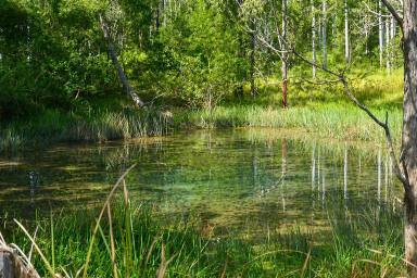 Lifestyle For Sale - NSW - Bean Creek - 2469 - Lifestyle and Investment Opportunity  (Image 2)