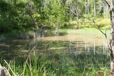 Lifestyle For Sale - NSW - Bean Creek - 2469 - INVEST IN YOUR LIFE  (Image 2)