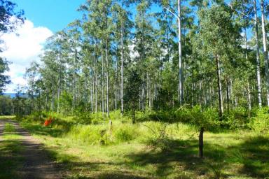 Lifestyle For Sale - NSW - Bean Creek - 2469 - THE GREAT ESCAPE  (Image 2)