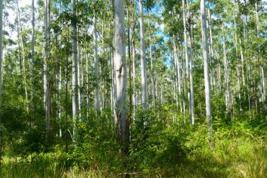 Lifestyle For Sale - NSW - Bean Creek - 2469 - Lifestyle and Investment Opportunity  (Image 2)