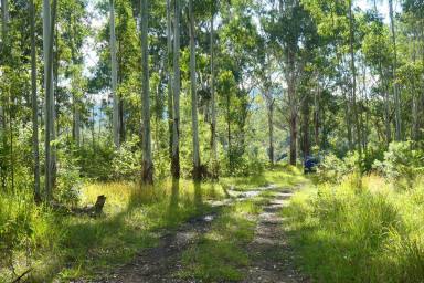 Lifestyle For Sale - NSW - Bean Creek - 2469 - INVEST AND LIVE YOUR LIFE  (Image 2)
