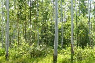 Lifestyle For Sale - NSW - Bean Creek - 2469 - GOLDEN NEST EGG  (Image 2)