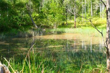 Lifestyle For Sale - NSW - Bean Creek - 2469 - GOLDEN NESTEGG (Image 2)