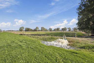 Dairy Auction - VIC - Kyabram - 3620 - Dairy farm with superb infrastructure  (Image 2)