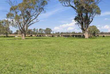 Dairy Auction - VIC - Kyabram - 3620 - Dairy farm with superb infrastructure  (Image 2)