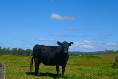 Livestock For Sale - NSW - Casino - 2470 - 102 ACRES PRICED TO SELL  (Image 2)
