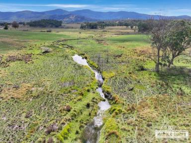 Livestock Auction - NSW - Tenterfield - 2372 - 'Lilyvale' - Farming ~ Grazing ~ Rural Lifestyle  (Image 2)
