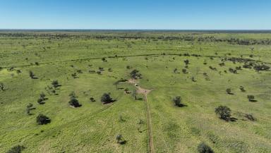 Livestock For Sale - QLD - Blackall - 4472 - Outstanding, Turnkey Backgrounding Opportunity  (Image 2)
