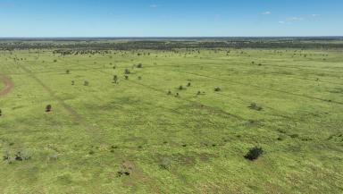 Livestock For Sale - QLD - Blackall - 4472 - Outstanding, Turnkey Backgrounding Opportunity  (Image 2)