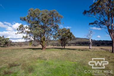 Residential Block For Sale - NSW - Emmaville - 2371 - Own Piece of Paradise in Emmaville  (Image 2)
