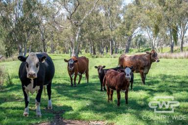 Lifestyle For Sale - NSW - Bonshaw - 2361 - Dumaresq River with Building Entitlement  (Image 2)