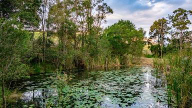 House For Sale - QLD - Chatsworth - 4570 - Luxurious Country Living  (Image 2)
