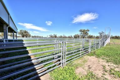 Mixed Farming Auction - NSW - Brewarrina - 2839 - Narran River Floodplain Country  (Image 2)