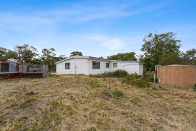 House For Lease - TAS - Dolphin Sands - 7190 - Birdsong and beach walks  (Image 2)