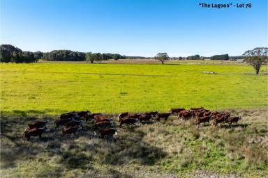 Farmlet For Sale - NSW - Taralga - 2580 - Cloverdale Estate – Scenic, Productive Farmland Near Taralga  (Image 2)