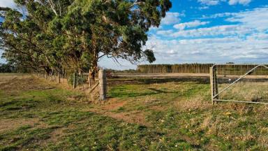 Livestock For Sale - VIC - Bessiebelle - 3304 - PRODUCTIVE GRAZING COUNTRY - DESTOCKED SINCE DECEMBER!  (Image 2)