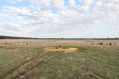Livestock For Sale - VIC - Bessiebelle - 3304 - PRODUCTIVE GRAZING COUNTRY - DESTOCKED SINCE DECEMBER!  (Image 2)