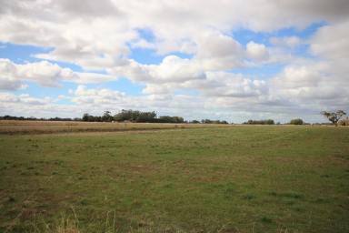 Dairy For Sale - VIC - Kotta - 3565 - 160 ACRE DAIRY FARM  (Image 2)
