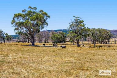 Mixed Farming For Sale - VIC - Raglan - 3373 - Lifestyle Acreage & Mixed Farming in Picturesque Valley - 131 Acres  (Image 2)