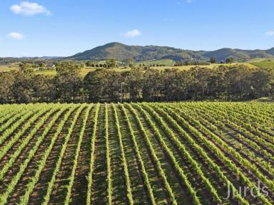 Lifestyle For Sale - NSW - Pokolbin - 2320 - DRESS CIRCLE HOMESTEAD IN HUNTER VALLEY WINE COUNTRY  (Image 2)