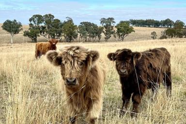 Residential Block For Sale - NSW - Lyndhurst - 2797 - 8acres* - Build Here – Power & Town Water Connected!  (Image 2)