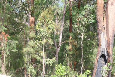 Lifestyle For Sale - NSW - Drake - 2469 - PERFECT POCKET OF LAND  (Image 2)