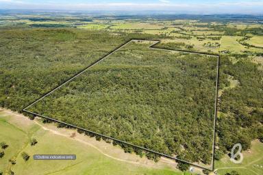 Other (Rural) Sold - NSW - Glendon Brook - 2330 - 160-ACRE BUSH BLOCK – BLIND CREEK ROAD  (Image 2)