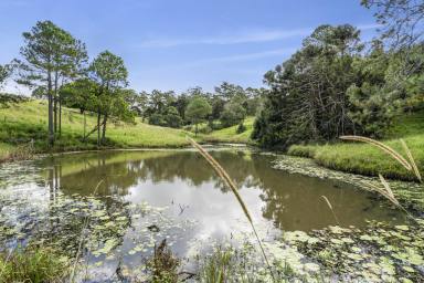 Acreage/Semi-rural For Sale - QLD - North Maleny - 4552 - Blue Ribbon Acreage in Prestigious North Maleny!  (Image 2)