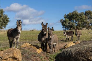 Mixed Farming For Sale - WA - Talbot - 6302 - "HILLSIDE"  (Image 2)