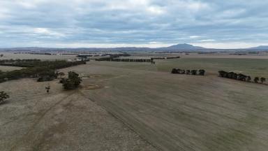 Cropping For Sale - VIC - Ballyrogan - 3375 - HEALTHY BEAUFORT DISTRICT COUNTRY  (Image 2)