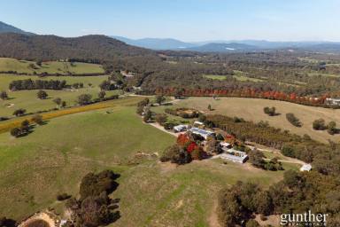 Viticulture For Sale - VIC - Healesville - 3777 - The Ultimate Lifestyle Blend – Country Living, Winery Income, Yarra Valley Beauty  (Image 2)
