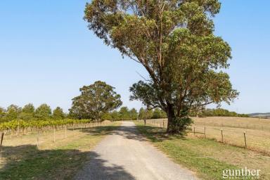 Viticulture For Sale - VIC - Healesville - 3777 - The Ultimate Lifestyle Blend – Country Living, Winery Income, Yarra Valley Beauty  (Image 2)