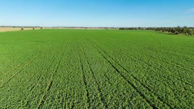 Livestock For Sale - QLD - Drillham - 4424 - Outstanding, Highly Developed & Improved Grazing Opportunity  (Image 2)