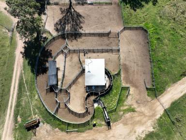 Livestock For Sale - QLD - Dalveen - 4374 - A Highly Developed & Improved Cattle Breeding & Backgrounding Enterprise  (Image 2)