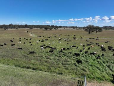 Livestock For Sale - QLD - Dalveen - 4374 - A Highly Developed & Improved Cattle Breeding & Backgrounding Enterprise  (Image 2)