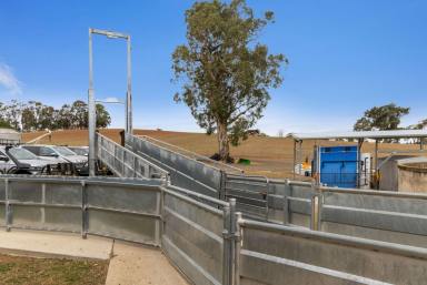 Mixed Farming For Sale - NSW - Young - 2594 - "Roseville" A Historic rural Holding in the Region's Most Sought after Area  (Image 2)
