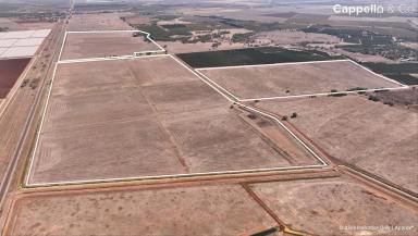 Other (Rural) For Sale - NSW - Whitton - 2705 - A FARM FOR PERMANENT PLANTINGS, EXPANSION OR INVESTMENT OPPORTUNITY  (Image 2)