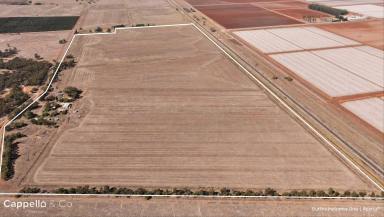 Other (Rural) For Sale - NSW - Whitton - 2705 - A FARM FOR PERMANENT PLANTINGS, EXPANSION OR INVESTMENT OPPORTUNITY  (Image 2)