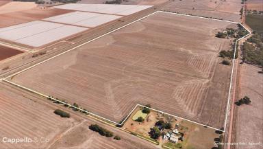 Other (Rural) For Sale - NSW - Whitton - 2705 - A FARM FOR PERMANENT PLANTINGS, EXPANSION OR INVESTMENT OPPORTUNITY  (Image 2)