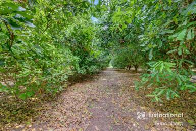 Horticulture For Sale - QLD - Welcome Creek - 4670 - PRIME COMMERCIAL MACADAMIA PLANTATION - JUST 10 MINUTES FROM BUNDABERG  (Image 2)