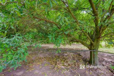 Horticulture For Sale - QLD - Welcome Creek - 4670 - PRIME COMMERCIAL MACADAMIA PLANTATION - JUST 10 MINUTES FROM BUNDABERG  (Image 2)