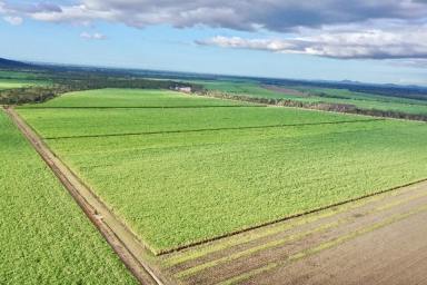 Other (Rural) For Sale - QLD - Majors Creek - 4816 - 725 Acre Cane Farm - Shed - 2025 Sugar Cane Crop (Image 2)