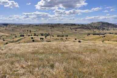 Other (Rural) For Sale - NSW - Wyangala - 2808 - 38ACRE* LIFESTYLE RURAL ESCAPE WITH CREEK FRONTAGE! Camping / fishing / Hunting  (Image 2)