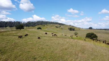 Livestock For Sale - NSW - Backmede - 2470 - 545 acres - BACKMEDE  (Image 2)